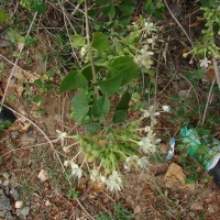 Clerodendrum phlomidis L.f.